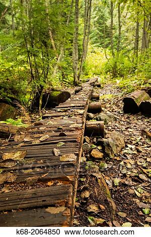 boardwalk in the forest near Whistler, BC, Canada. View Large Photo Image Stock Image - boardwalk in the forest near Whistler, BC, Canada.. Fotosearch