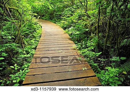 boardwalk on Sword Fern Trail, Pacific Spirit Park, University of British Columbia, Vancouver, British Columbia, Canada View Large Photo Image Stock Photo - boardwalk on Sword Fern Trail, Pacific Spirit Park, University of British Columbia, Vancouver, British Columbia, Canada. Fotosearch