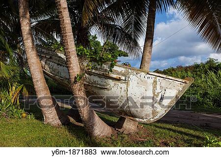 Boat in a tree, near Punta Tuna, Puerto Rico View Large Photo Image Stock Image - Boat in a tree, near Punta Tuna, Puerto Rico. Fotosearch