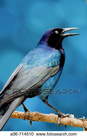 Boat-tailed Grackle (Quiscalus major), young perched View Large Photo Image Stock Image - Boat-tailed Grackle (Quiscalus major), young perched. Fotosearch