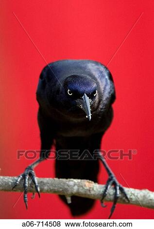 Boat-tailed Grackle (Quiscalus major) perched View Large Photo Image Stock Photo - Boat-tailed Grackle (Quiscalus major) perched. Fotosearch