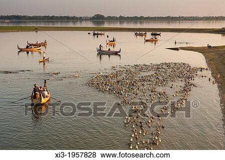 Stock Photo - Boatman in canoe shepherding ducks on Taungthaman Lake, Amarapura, Mandalay, Myanmar, (Burma).. Fotosearch