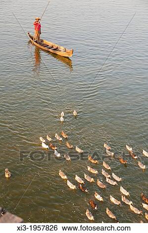 Boatman in canoe shepherding ducks on Taungthaman Lake, Amarapura, Mandalay, Myanmar, (Burma). View Large Photo Image Stock Photograph - Boatman in canoe shepherding ducks on Taungthaman Lake, Amarapura, Mandalay, Myanmar, (Burma).. Fotosearch