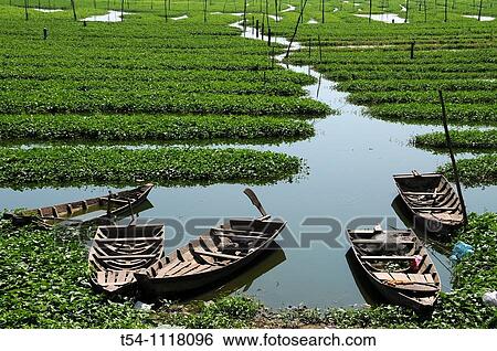 Boats on a Seagrassfield View Large Photo Image Stock Photograph - Boats on a Seagrassfield. Fotosearch