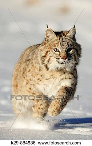 Bobcat Felis rufus- captive Baby, first winter View Large Photo Image Stock Photograph - Bobcat Felis rufus- captive Baby, first winter. Fotosearch
