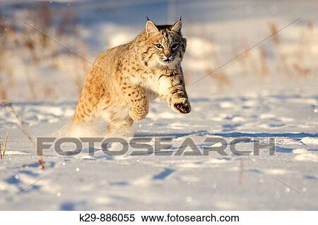 Bobcat Felis rufus- captive Baby, first winter View Large Photo Image Stock Photography - Bobcat Felis rufus- captive Baby, first winter. Fotosearch