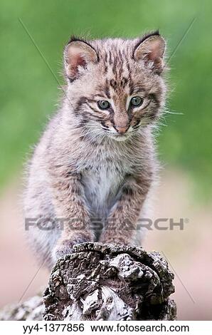Bobcat kitten, Lynx Felis rufus, 8 weeks old, ranges from southern Canada to northern Mexico View Large Photo Image Stock Photograph - Bobcat kitten, Lynx Felis rufus, 8 weeks old, ranges from southern Canada to northern Mexico. Fotosearch