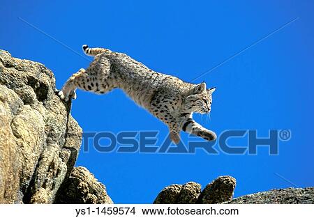 BOBCAT lynx rufus, ADULT LEAPING FROM ROCK, CANADA View Large Photo Image Picture - BOBCAT lynx rufus, ADULT LEAPING FROM ROCK, CANADA. Fotosearch