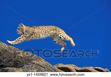 BOBCAT lynx rufus, ADULT LEAPING ON ROCKS, CANADA View Large Photo Image Stock Image - BOBCAT lynx rufus, ADULT LEAPING ON ROCKS, CANADA. Fotosearch