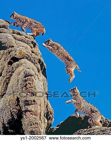 Bobcat, lynx rufus, Adult leaping on Rocks, Movement sequence, Canada. View Large Photo Image Stock Photo - Bobcat, lynx rufus, Adult leaping on Rocks, Movement sequence, Canada.. Fotosearch