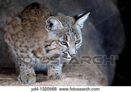 Bobcat Lynx rufus, Arizona-Sonora Desert Museum, Tucson, Arizona, USA View Large Photo Image Stock Photo - Bobcat Lynx rufus, Arizona-Sonora Desert Museum, Tucson, Arizona, USA. Fotosearch