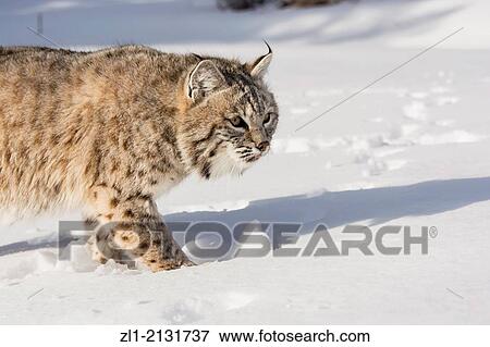 Bobcat (Lynx rufus) Captive young individual in late winter mountain habitat, Bozeman, Montana, USA. View Large Photo Image Stock Photo - Bobcat (Lynx rufus) Captive young individual in late winter mountain habitat, Bozeman, Montana, USA.. Fotosearch