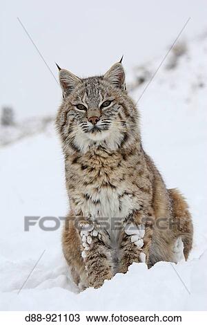 Bobcat (Lynx rufus), Montana, USA View Large Photo Image Stock Image - Bobcat (Lynx rufus), Montana, USA. Fotosearch