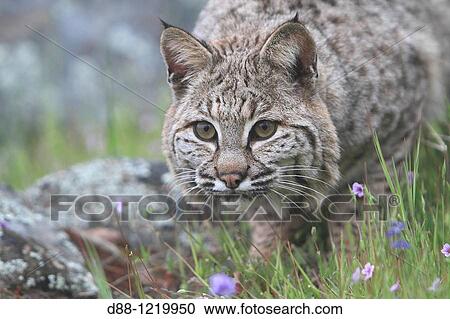 Stock Image - Bobcat Lynx rufus Order: Carnivora Family: Felidae.. Fotosearch