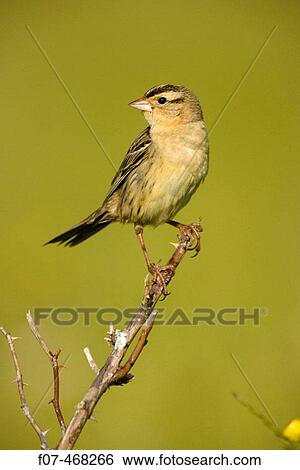 Stock Photograph - Bobolink (Dolichonyx oryzivorus), New York. USA. Fotosearch