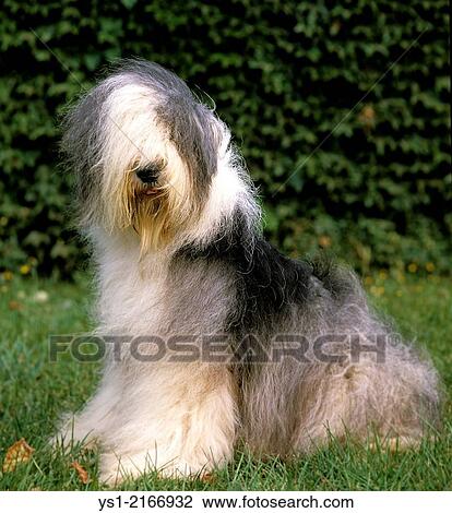 Bobtail Dog or Old English Sheepdog, sitting on Grass. View Large Photo Image Stock Image - Bobtail Dog or Old English Sheepdog, sitting on Grass.. Fotosearch