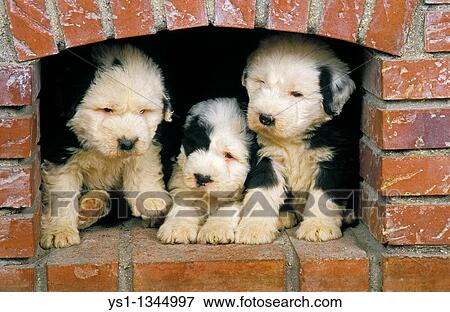 BOBTAIL DOG OR OLD ENGLISH SHEEPDOG, PUPPIES SITTING NEAR FIREPLACE View Large Photo Image Stock Photo - BOBTAIL DOG OR OLD ENGLISH SHEEPDOG, PUPPIES SITTING NEAR FIREPLACE. Fotosearch
