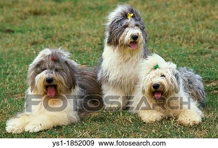 Bobtail Dog or Old English Sheepdog, Adults laying on Grass View Large Photo Image Stock Photo - Bobtail Dog or Old English Sheepdog, Adults laying on Grass. Fotosearch