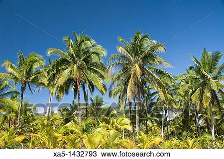 Bocas del Drago, Isla Colon, Bocas del Toro, Panama View Large Photo Image Stock Image - Bocas del Drago, Isla Colon, Bocas del Toro, Panama. Fotosearch
