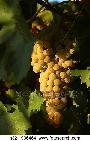 Picture - Bodegas Del Pino, Harvesting Pedro Ximenez wine grapes, Vintage in a vineyard in Montalban de Cordoba, Montilla-Moriles area, Cordoba province, Andalusia, Spain.. Fotosearch