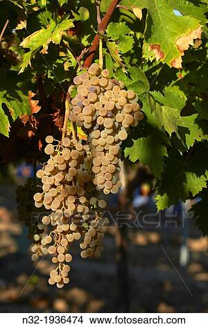 Picture - Bodegas Del Pino, Harvesting Pedro Ximenez wine grapes, Vintage in a vineyard in Montalban de Cordoba, Montilla-Moriles area, Cordoba province, Andalusia, Spain.. Fotosearch