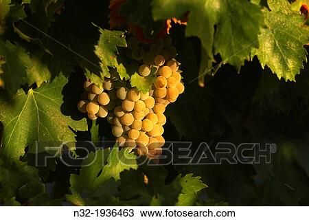 Stock Image - Bodegas Del Pino, Harvesting Pedro Ximenez wine grapes, Vintage in a vineyard in Montalban de Cordoba, Montilla-Moriles area, Cordoba province, Andalusia, Spain.. Fotosearch