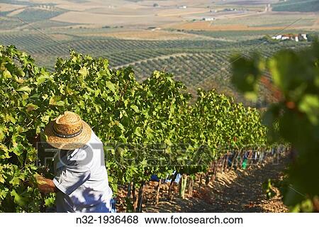 Stock Photo - Bodegas Del Pino, Harvesting Pedro Ximenez wine grapes, Vintage in a vineyard in Montalban de Cordoba, Montilla-Moriles area, Cordoba province, Andalusia, Spain.. Fotosearch