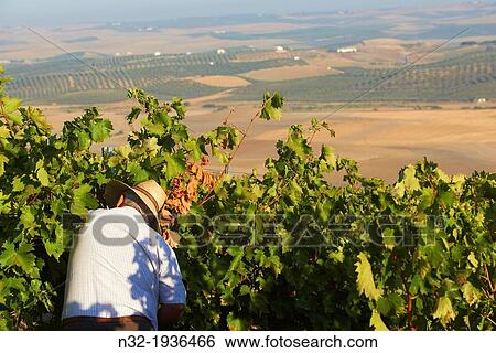Stock Photograph - Bodegas Del Pino, Harvesting Pedro Ximenez wine grapes, Vintage in a vineyard in Montalban de Cordoba, Montilla-Moriles area, Cordoba province, Andalusia, Spain.. Fotosearch