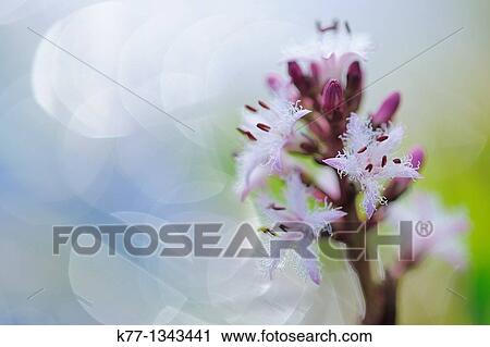 Bogbean/Water Trefoil (Menyanthes trifoliata), Norway View Large Photo Image Stock Image - Bogbean/Water Trefoil (Menyanthes trifoliata), Norway. Fotosearch
