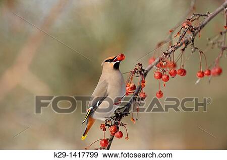 Stock Photo - Bohemian Waxwing Bombycilla garrulus Winter migrant feeding on crabapples Sudbury Ontario. Fotosearch