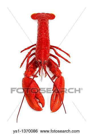 BOILED LOBSTER homarus gammarus AGAINST WHITE BACKGROUND View Large Photo Image Stock Photograph - BOILED LOBSTER homarus gammarus AGAINST WHITE BACKGROUND. Fotosearch