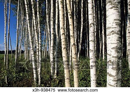 bois de bouleaux, Estonie, pays balte, europe du nord View Large Photo Image Stock Photography - bois de bouleaux, Estonie, pays balte, europe du nord. Fotosearch