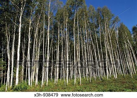 bois de bouleaux, region de Saare, Estonie, pays balte, europe du nord View Large Photo Image Stock Photo - bois de bouleaux, region de Saare, Estonie, pays balte, europe du nord. Fotosearch