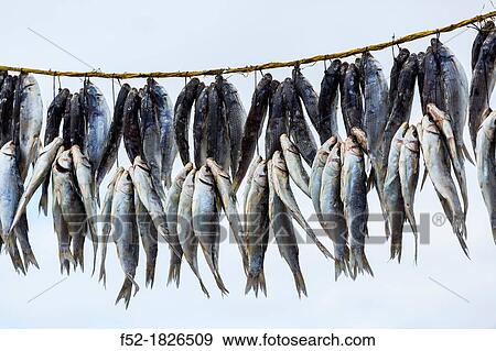 Stock Photo - Bokkom fishes, Velddrif Village, Berg River, West Coast Peninsula, Western Cape province, South Africa, Africa. Fotosearch