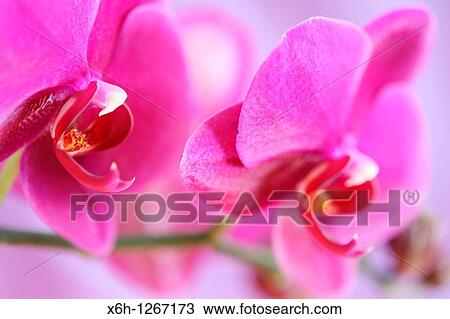 Bold Pink Moth Orchid Stem View Large Photo Image Stock Image - Bold Pink Moth Orchid Stem. Fotosearch