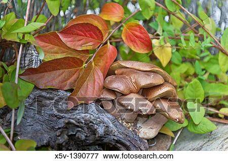 Bolete (Boletus aereus), Sierra de Aracena y Picos de Aroche Natural Park, Huelva province, Andalusia, Spain View Large Photo Image Stock Photo - Bolete (Boletus aereus), Sierra de Aracena y Picos de Aroche Natural Park, Huelva province, Andalusia, Spain. Fotosearch