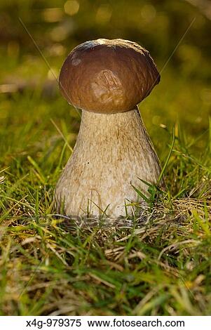 Stock Photography - Boleto comestible, Penny bun bolete, Boletus edulis, Pontevedra, Espaa. Fotosearch