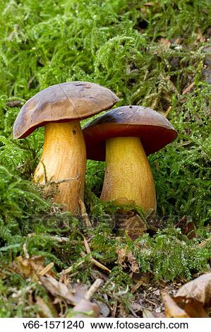 Stock Image - Boletus dupainii. Fotosearch