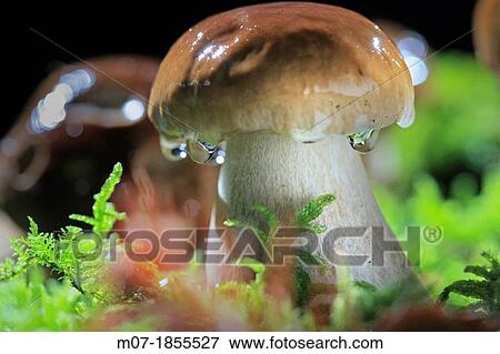Boletus Edulis after raining, Pine forest, Europe View Large Photo Image Stock Photo - Boletus Edulis after raining, Pine forest, Europe. Fotosearch