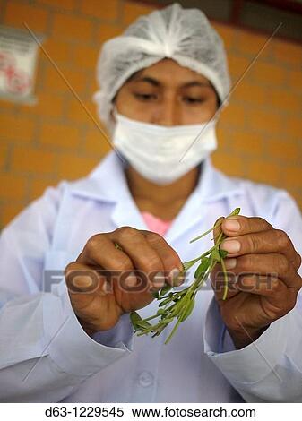 Stock Photography - BOLIVIA Plant for processing medicinal and aromatic herbs, Chizchipani, Caranavi The project of FUNDAWI Cleaning and drying Salvia, a medicinal plant used for coughs and stomach problems. Fotosearch