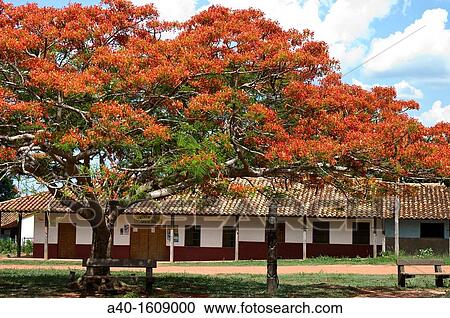 Bolivia. Santa Cruz. Colonial Church of Santa Ana (Chiquitania). Old Jesuit Mission(1755). UNESCO World Heritage Site. Main square. FlamboyBnt tree (Delonix regia). View Large Photo Image Stock Image - Bolivia. Santa Cruz. Colonial Church of Santa Ana (Chiquitania). Old Jesuit Mission(1755). UNESCO World Heritage Site. Main square. FlamboyBnt tree (Delonix regia).. Fotosearch