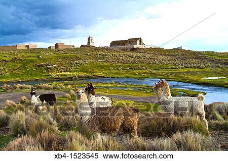 Bolivia, Tomarapi, alpacas grazing. View Large Photo Image Stock Photography - Bolivia, Tomarapi, alpacas grazing.. Fotosearch