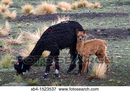 Stock Photo - Bolivia, Tomarapi, Alpacas.. Fotosearch
