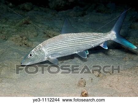 Bonefish Albula vulpes in Bonaire View Large Photo Image Picture - Bonefish Albula vulpes in Bonaire. Fotosearch