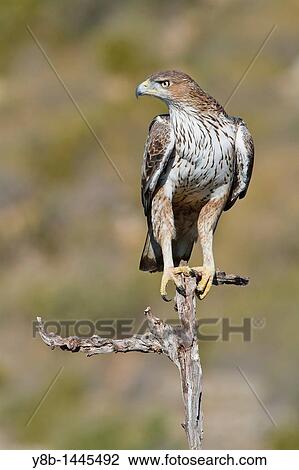 Stock Image - Bonelli's Eagle (Hieraaetus fasciatus) adult, Valencian comunity, Spain. Fotosearch