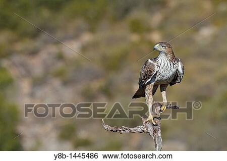 Bonelli's Eagle (Hieraaetus fasciatus) adult, Valencian Comunity, Spain View Large Photo Image Stock Photograph - Bonelli's Eagle (Hieraaetus fasciatus) adult, Valencian Comunity, Spain. Fotosearch