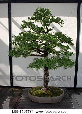 BONSAI ELM TREE LONGWOOD BOTANICAL GARDENS KENNETT SQUARE CHESTER COUNTY PENNSYLVANIA USA View Large Photo Image Stock Image - BONSAI ELM TREE LONGWOOD BOTANICAL GARDENS KENNETT SQUARE CHESTER COUNTY PENNSYLVANIA USA. Fotosearch