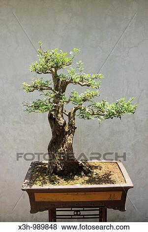 bonsai, Lou Lim Leoc garden, Macau, Special Administrative Region, China, Asia View Large Photo Image Stock Photo - bonsai, Lou Lim Leoc garden, Macau, Special Administrative Region, China, Asia. Fotosearch