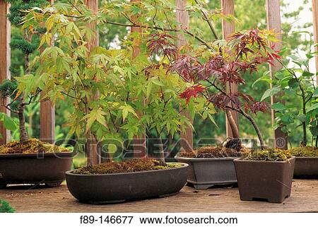 Bonsai maple forest in porch container garden View Large Photo Image Stock Photo - Bonsai maple forest in porch container garden. Fotosearch