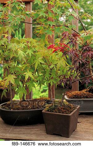 Stock Photograph - Bonsai maple forest in porch container garden. Fotosearch